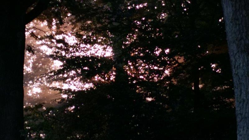 Glimpse of light from leaves of trees