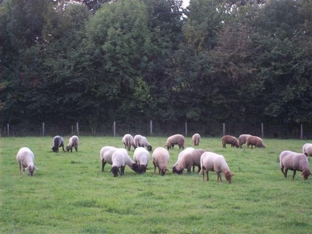 Group of sheep eating grasses